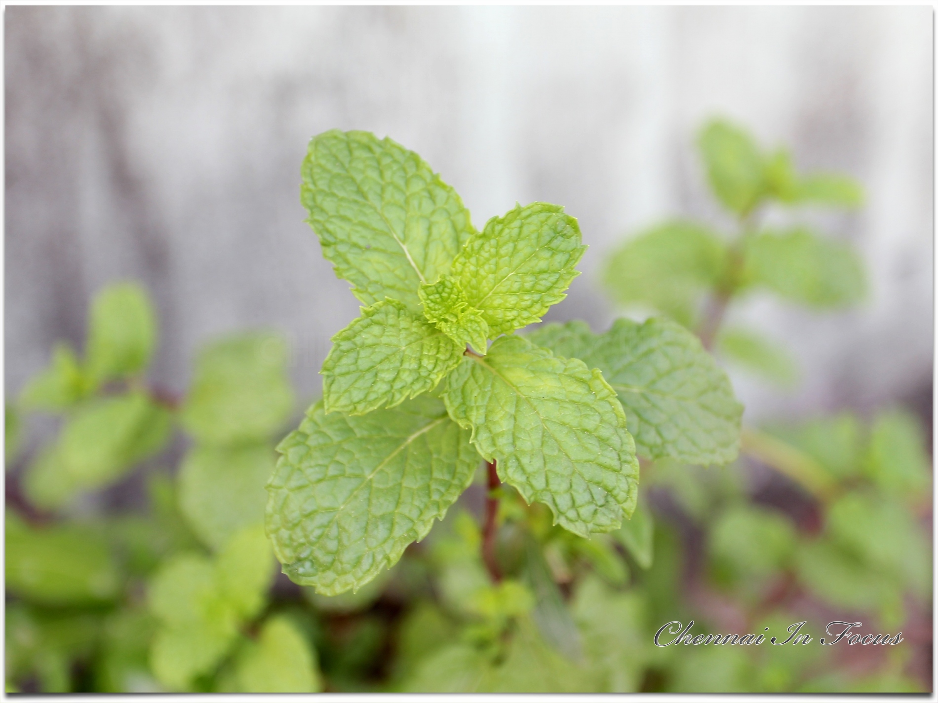 Mint Plant | Mint Leaves | Mint Leaf | Leafy Vegetable