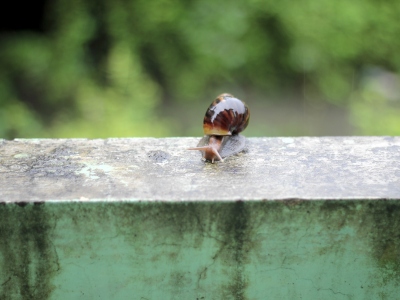 snail shall in rain